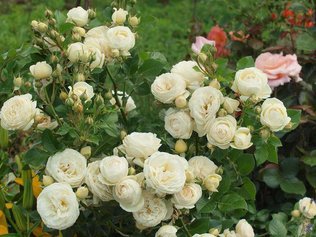 Кустовые розы - радость садовода